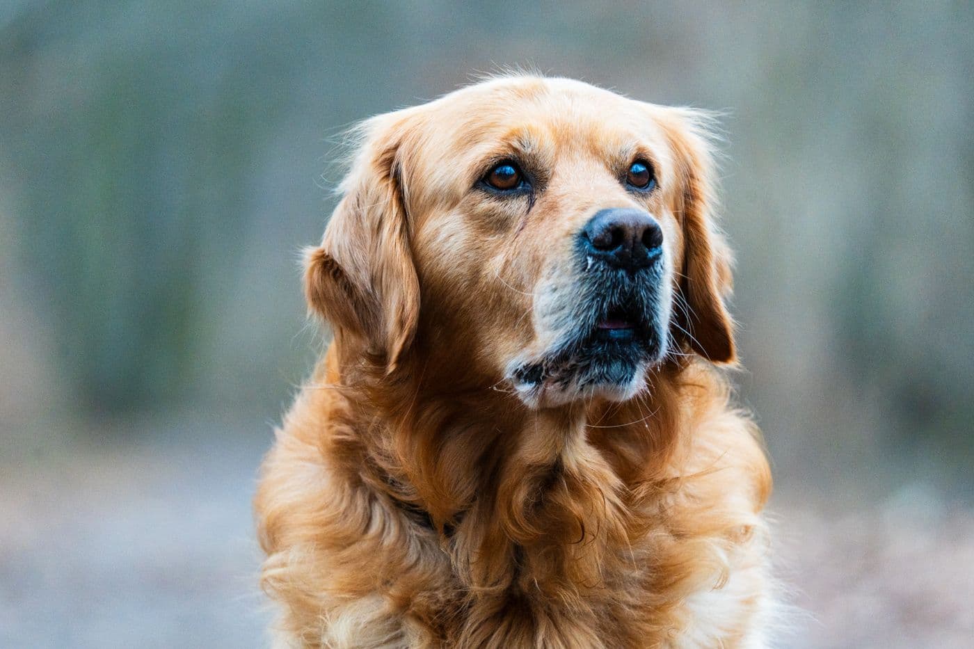 Golden retriever resting outdoors in warm natural light