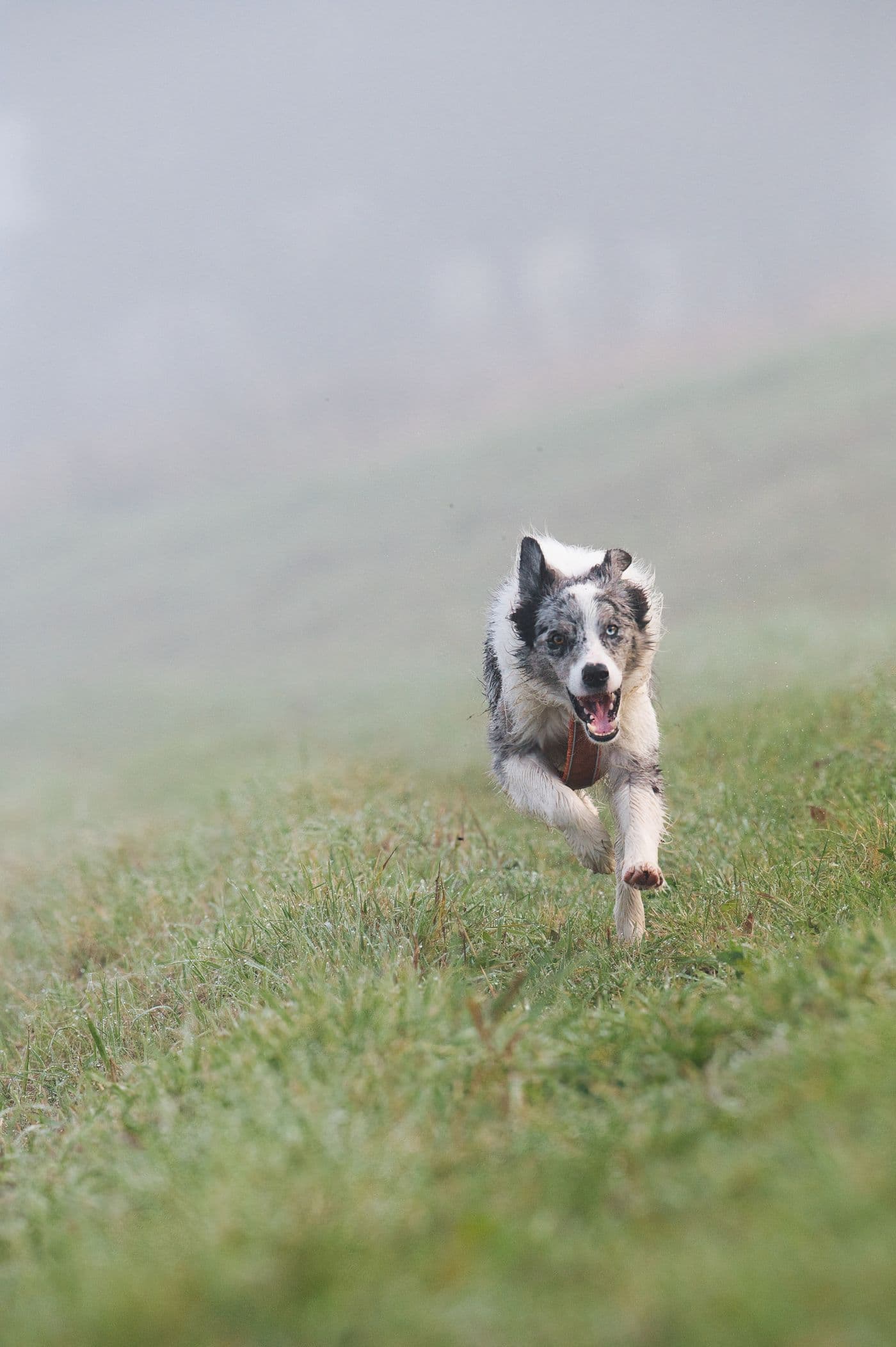 Border collie running across an open meadow