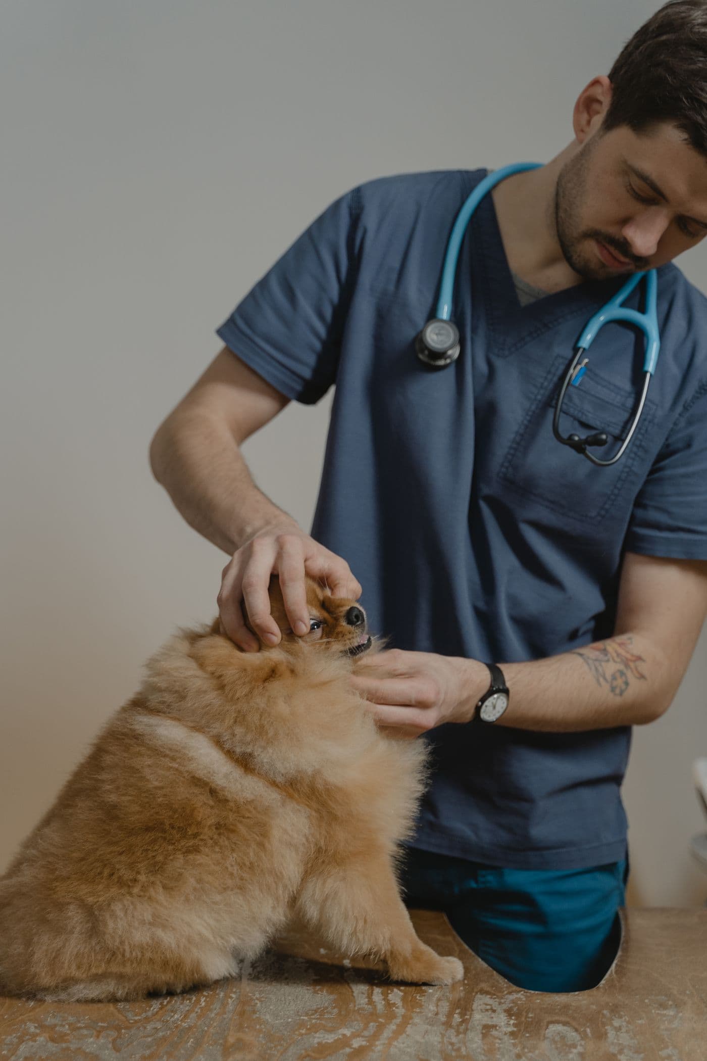Veterinary professional examining a dog in a clinical setting